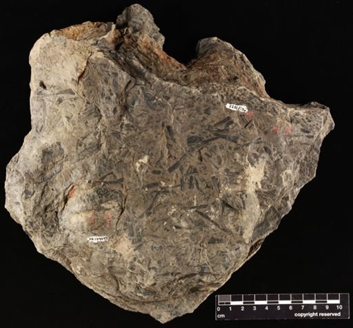Lepidostrobus sp.