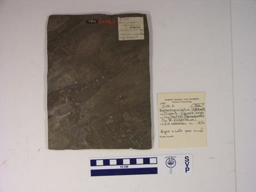 Batrachopus bellus