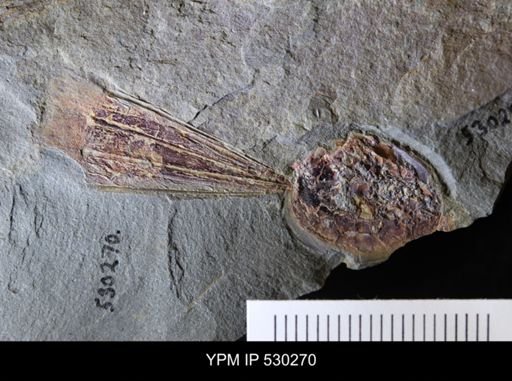 Eoconularia