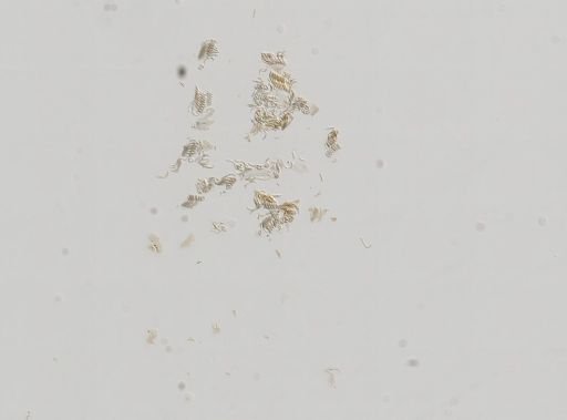 Somatogyrus integra