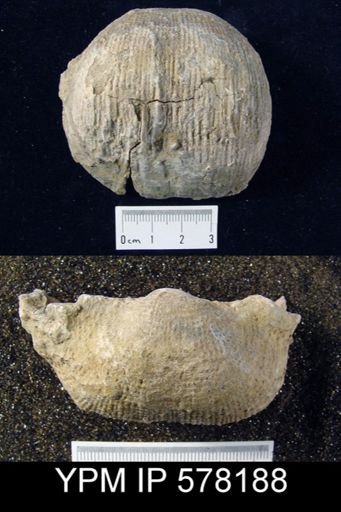 Productus semireticularis