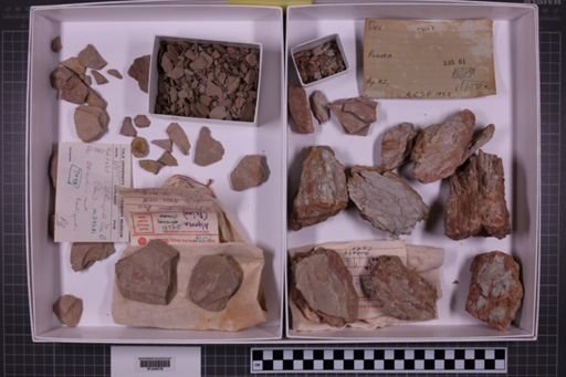 mixed taxa, stratigraphic collection