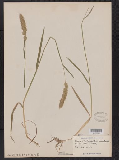 Anthoxanthum odoratum