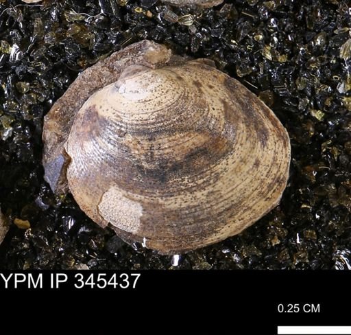 Limopsis striatopunctatus