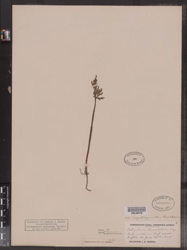 Botrychium lanceolatum