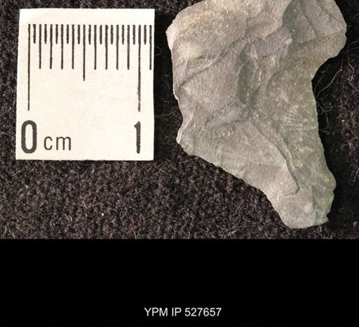 undet. Ophiuroidea