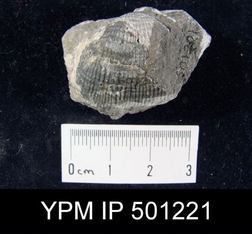 Productus inflatus