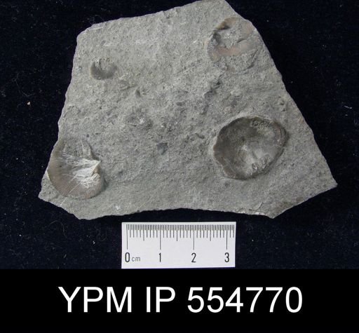 Rhipidomella uberis rhynchonelliformis
