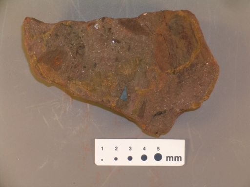 Dammara borealis