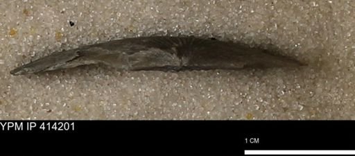 Devonochonetes mucronatus?