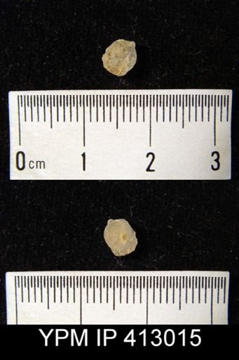 undet. Brachiopoda