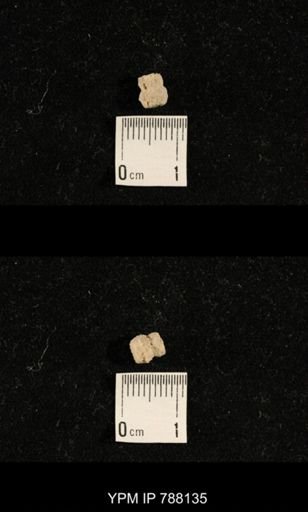 undet. Crinoidea