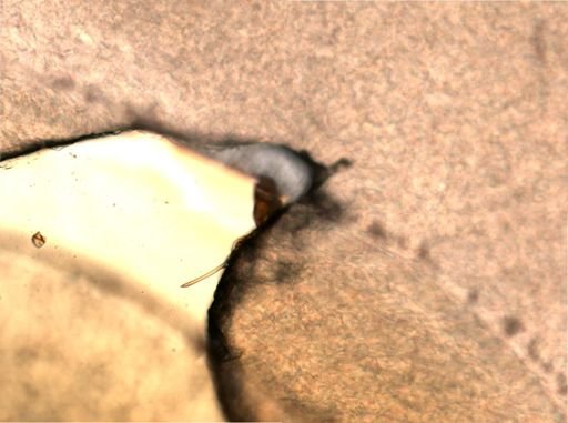 Rotifera