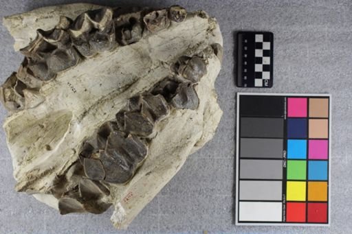 Brontotherium?