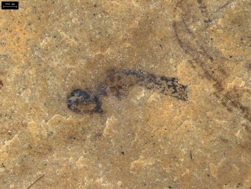 Culicidae?