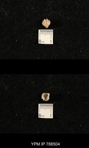 undet. Brachiopoda