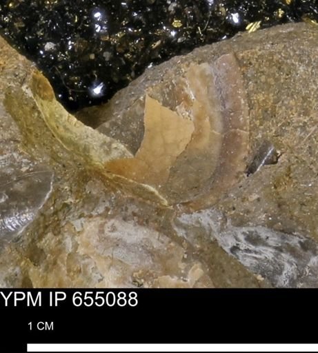 Protocardia