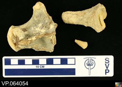 undet. Mosasauridae