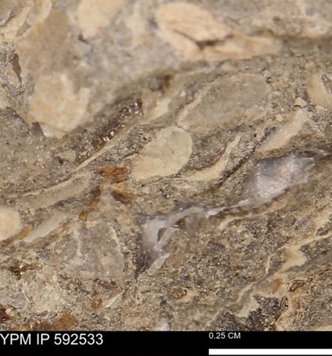 undet. Mollusca