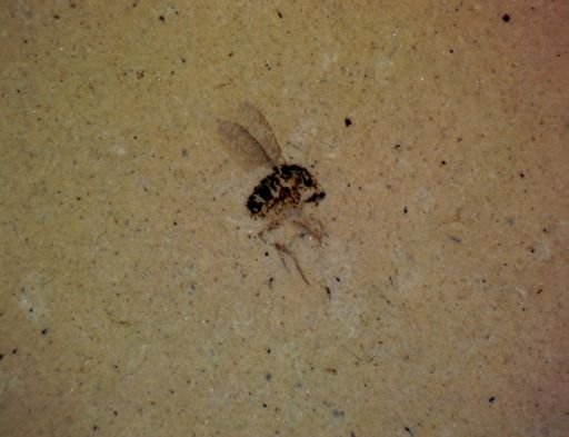 undet. Diptera
