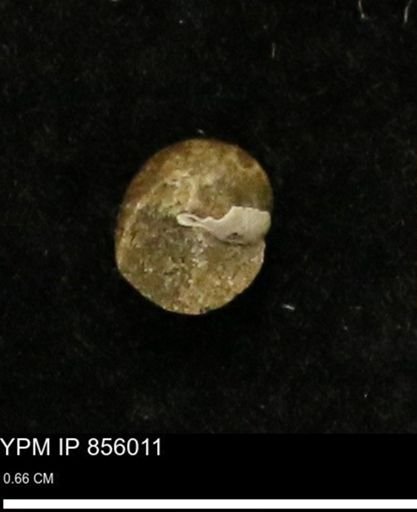 Euspira sp.