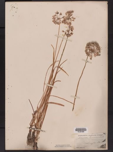 Allium