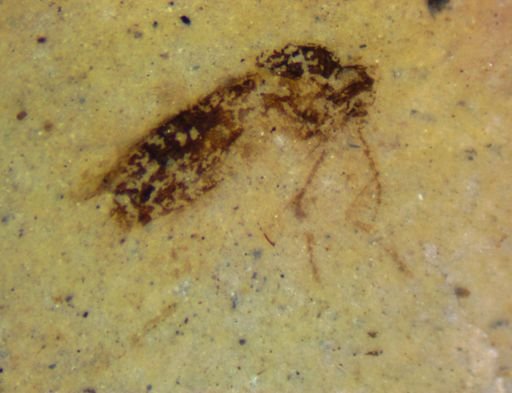 undet. Diptera