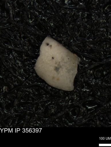 undet. Ostracoda
