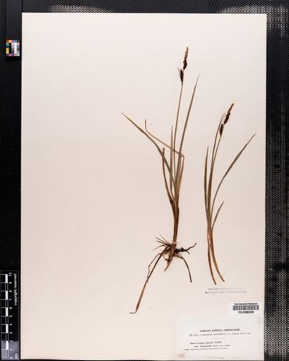 Carex bigelowii