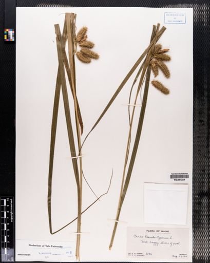 Carex pseudocyperus