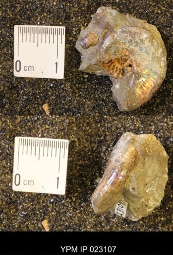 Discoscaphites rossi