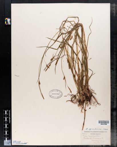 Carex gracilescens