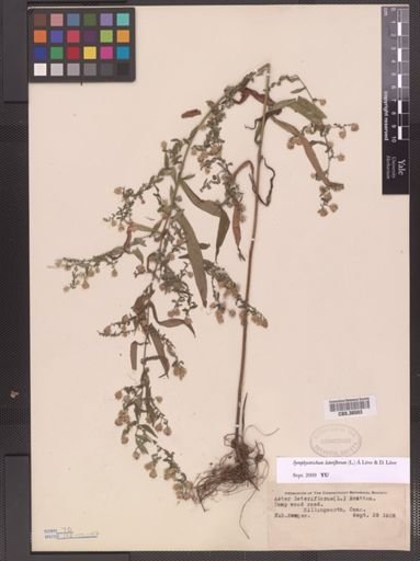 Symphyotrichum lateriflorum