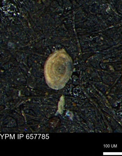 Spirolocammina subcircularis