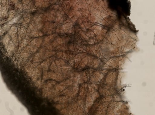 Spirastrella coccinea