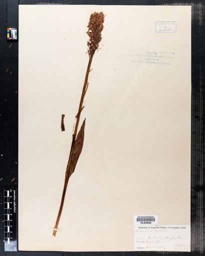 Habenaria psycodes