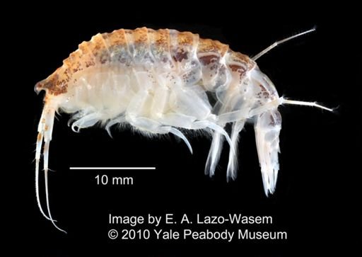 Oedicerotidae
