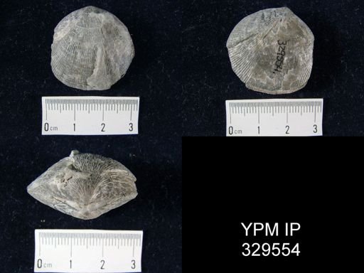 Rhipidomella leucosia