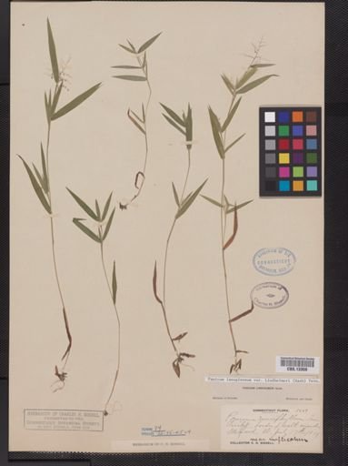 Panicum lanuginosum