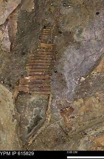 undet. Ammonoidea