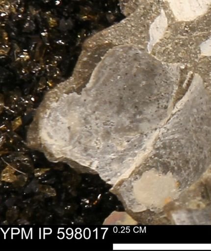 Protocardia?