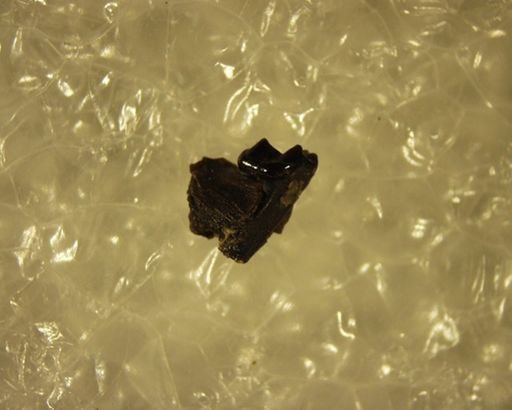 Tetonoides tenuiculus