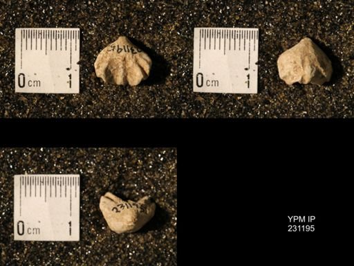 Wellerella osagensis