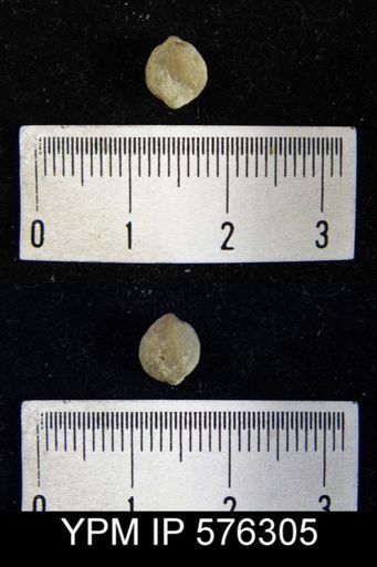 Nucleospira sp.