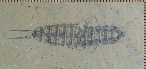Coptoclava sp.