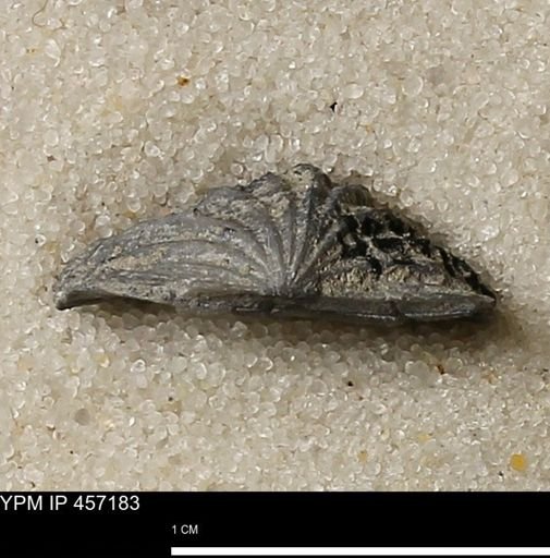Stropheodonta erratica solidicosta