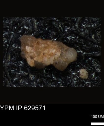 undet. Foraminiferida