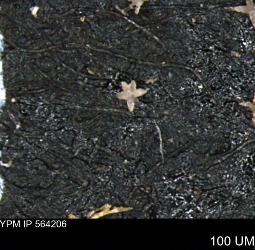 undet. Porifera
