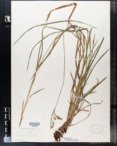 Carex prasina