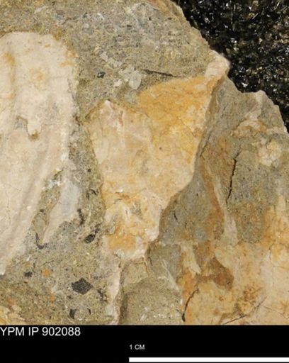undet. Inoceramidae